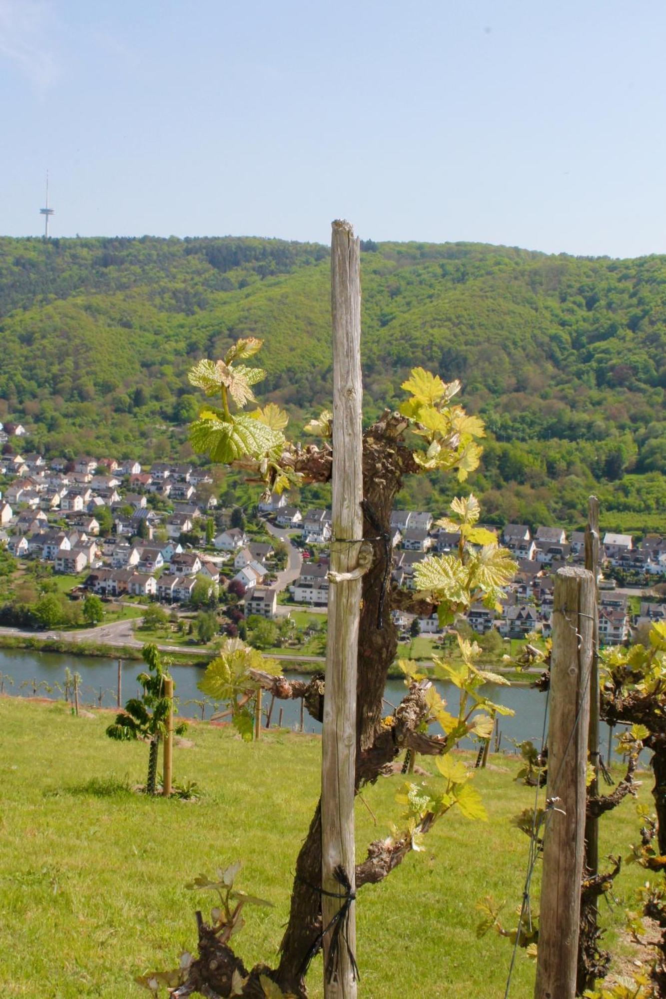 Ferienwohnung Auf Der Moselhoehe - Naehe Koblenz Und Cochem ディーブリヒ エクステリア 写真